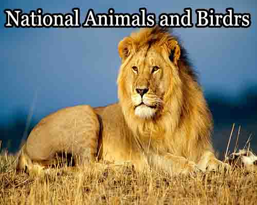  I am going to collect and create a list of all the National animals of different dominant countries 