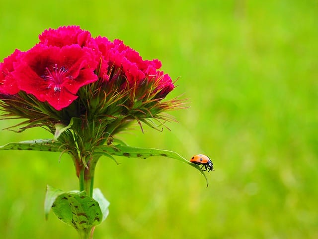 spain's national bird spain national tree national flower of italy national flower of all countries national fruit of spain national flower of china national flower of germany national flower of france