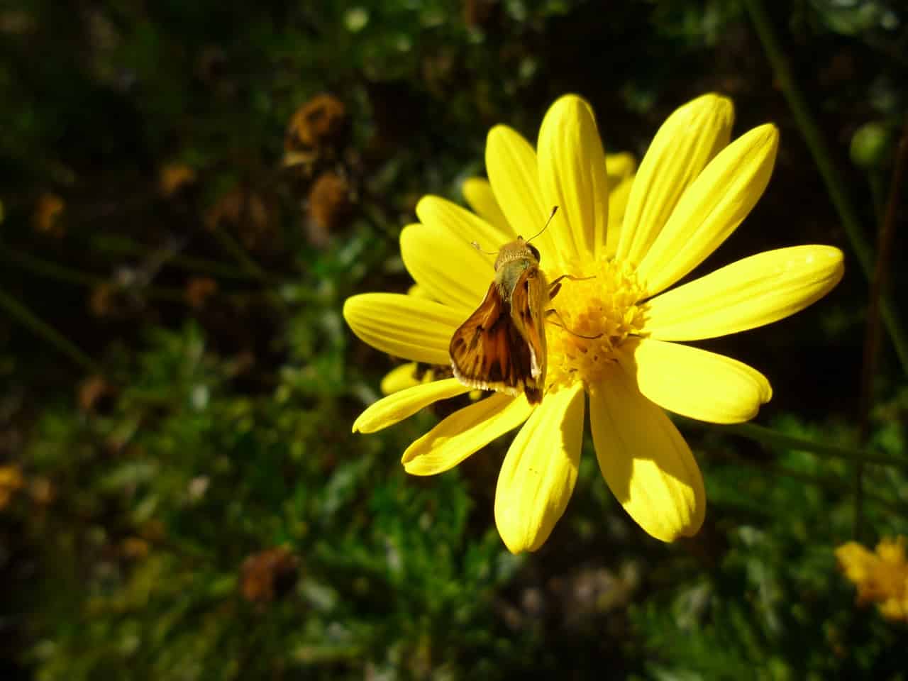 kuwait national flower arfaj flower