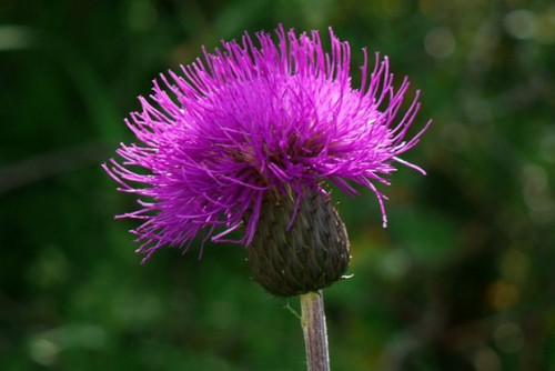Scotland national flower
