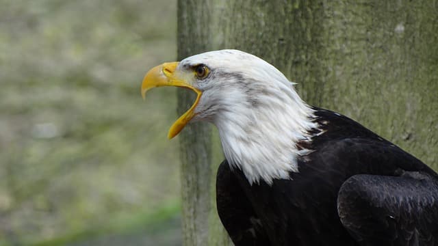 nationalanimalnigerial national animal of nigeria  national animal of pakistan  national animal of france  national bird of china  national bird of pakistan  national animal of australia  national bird of england  national animal of germany