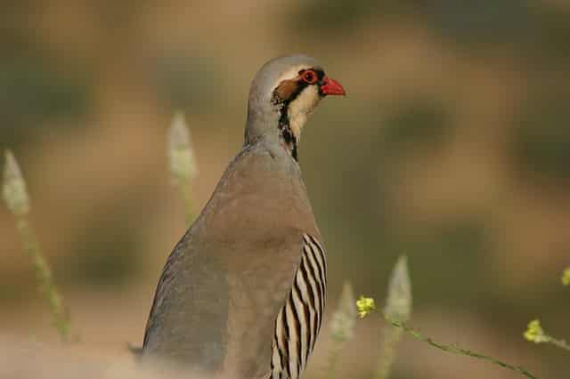 national bird of pakistan pakistan national flower pakistan national fruit national vegetable of pakistan national animal of pakistan national animal of pakistan in urdu pakistan national tree national mosque of pakistan Chukar partridge national bird of china