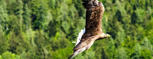 National bird of spain spanish imperial eagle  national bird of china  national bird of pakistan  national animal of usa  national bird of england  national animal of pakistan  national animal of france national bird of canada