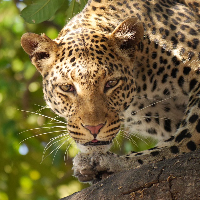 leopard-panther , national animal of Somalia 